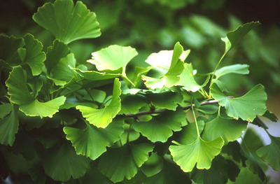 Ginkgo biloba 