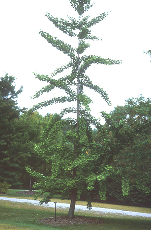 Ginkgo biloba 