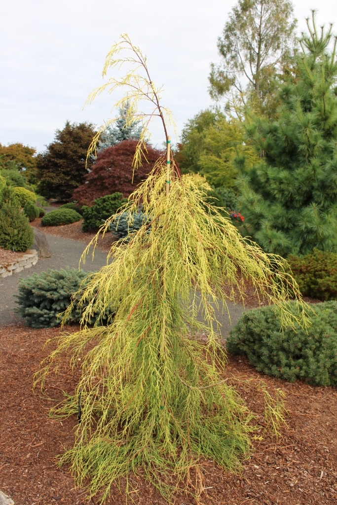 Cupressus macrocarpa 