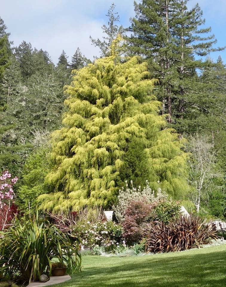 Cupressus macrocarpa 
