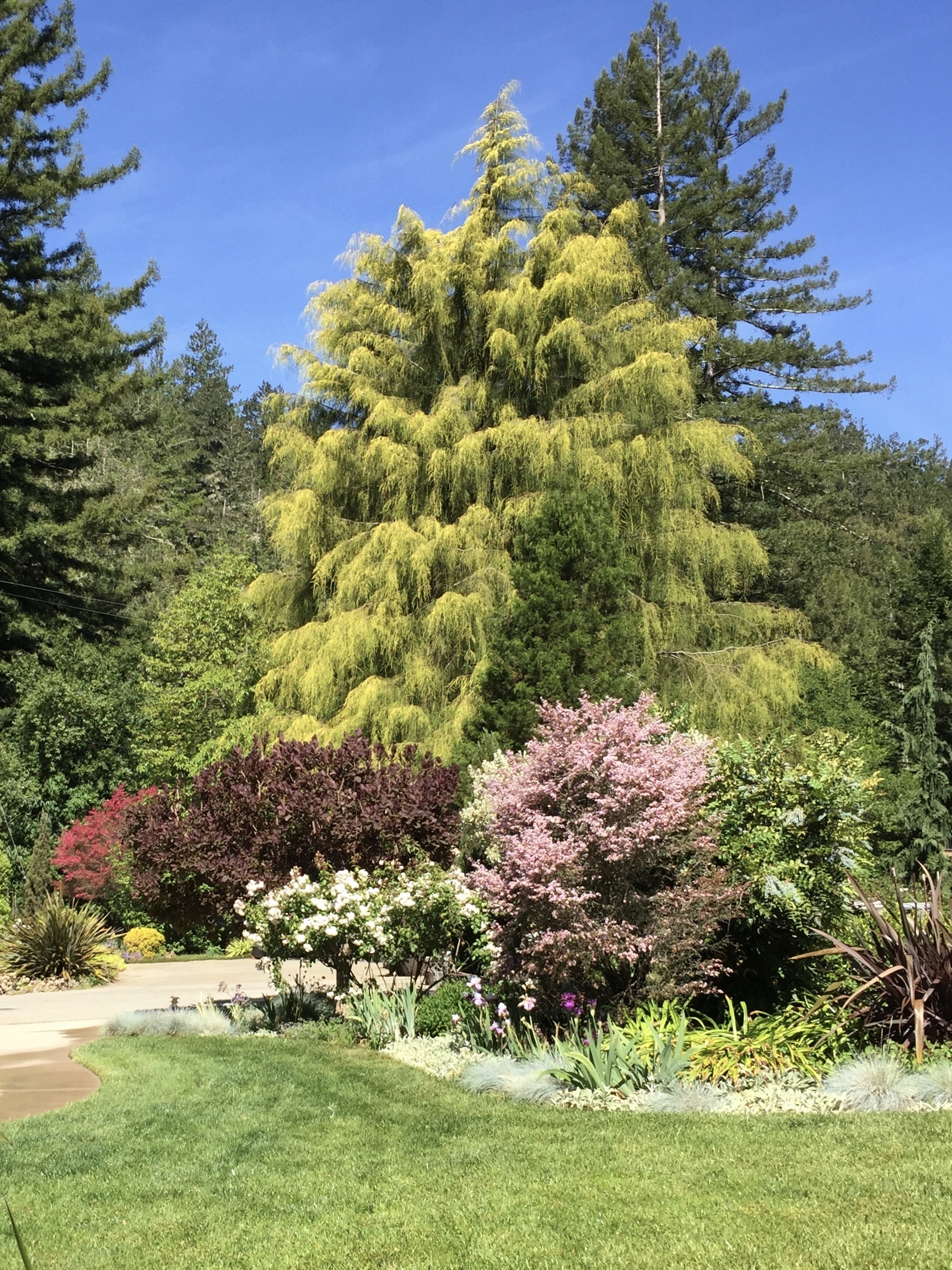 Cupressus macrocarpa 