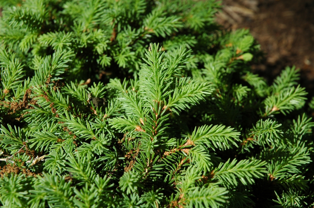 Picea abies 