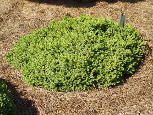 Picea abies 