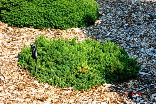 Picea abies 