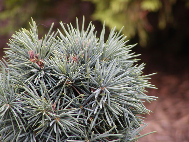 Picea pungens 