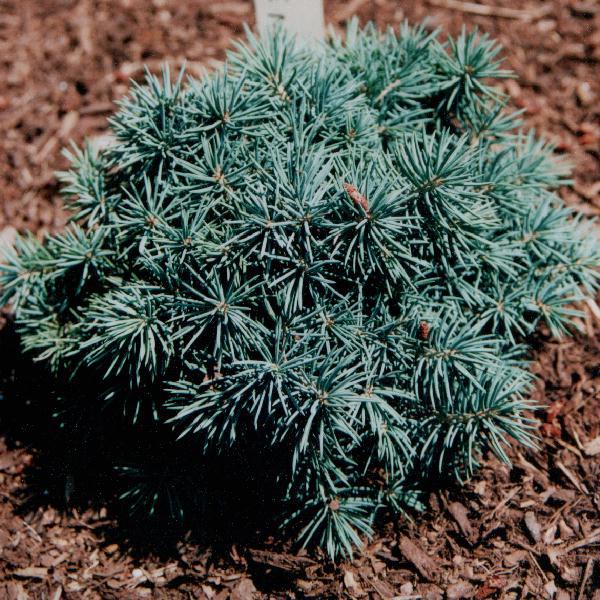 Picea pungens 