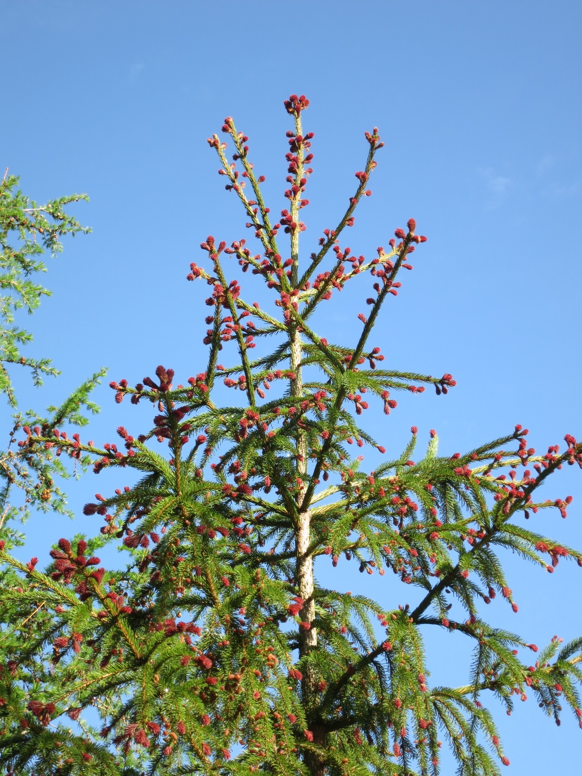 Picea abies 