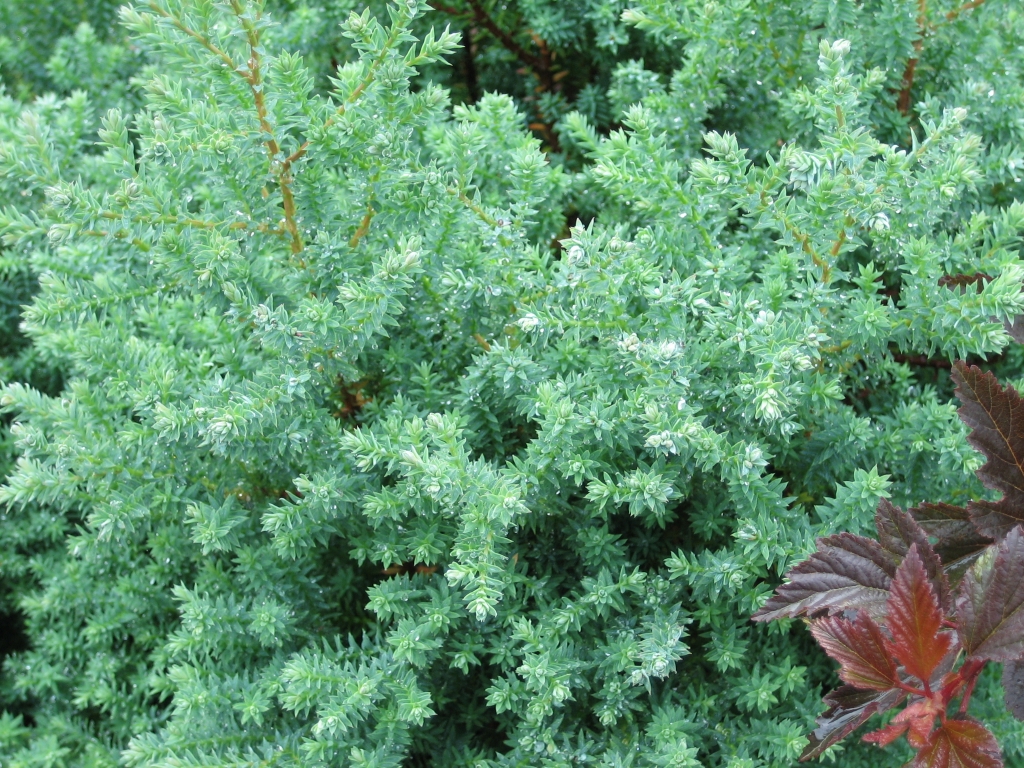 Chamaecyparis thyoides 