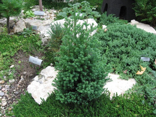 Chamaecyparis thyoides 
