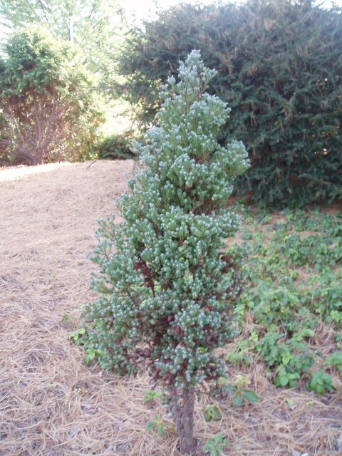 Chamaecyparis thyoides 
