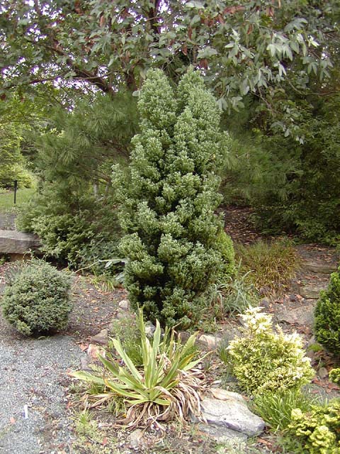 Chamaecyparis thyoides 