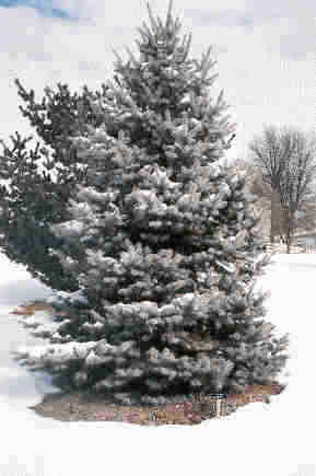 Picea pungens 