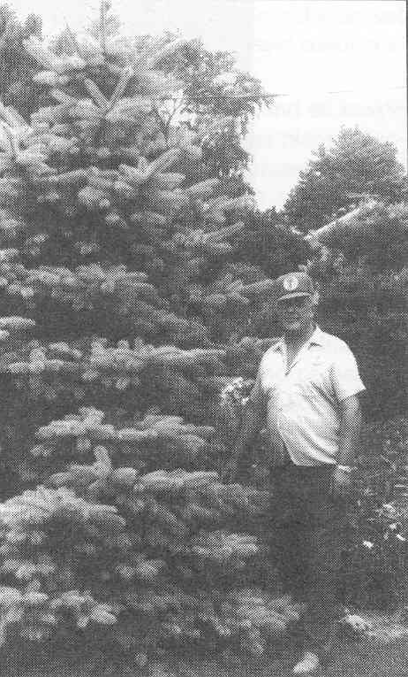 Picea pungens 