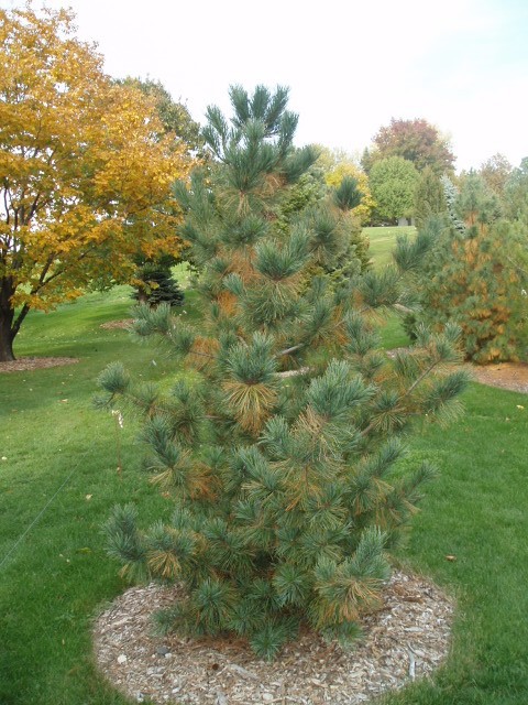 Pinus koraiensis 