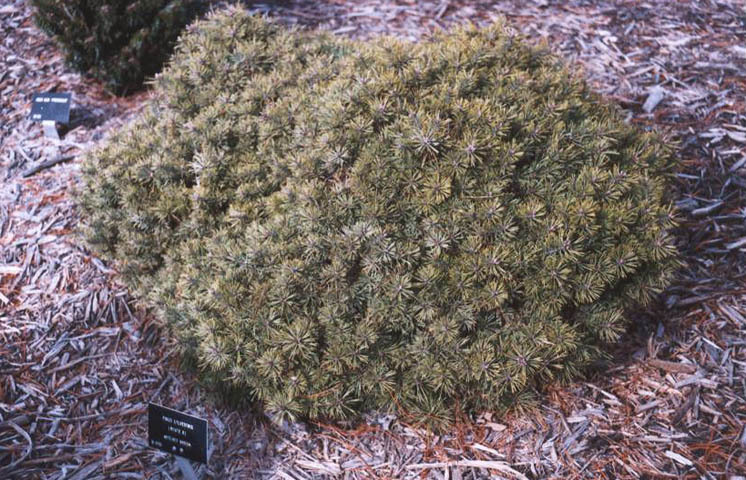 Pinus sylvestris 