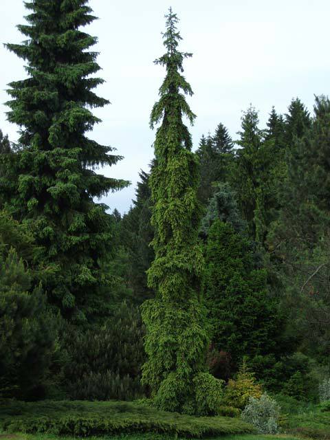 Picea abies 