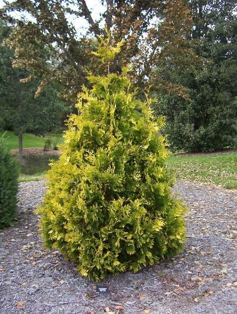 Thuja occidentalis 