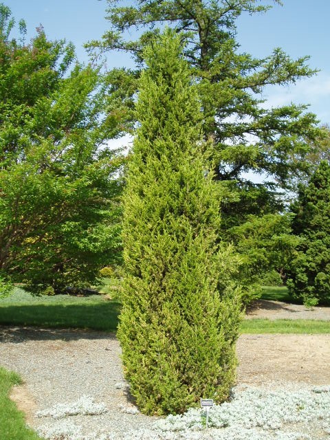 Juniperus chinensis 