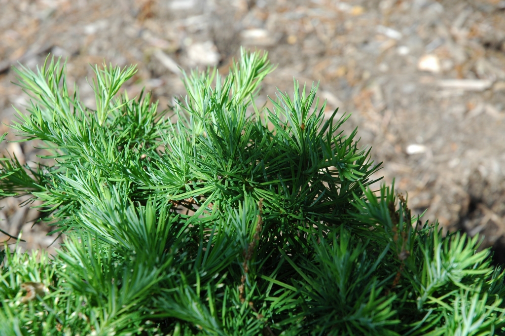 Larix gmelinii 