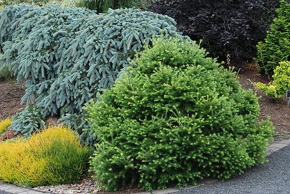 Larix gmelinii 