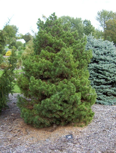 Pinus sylvestris 