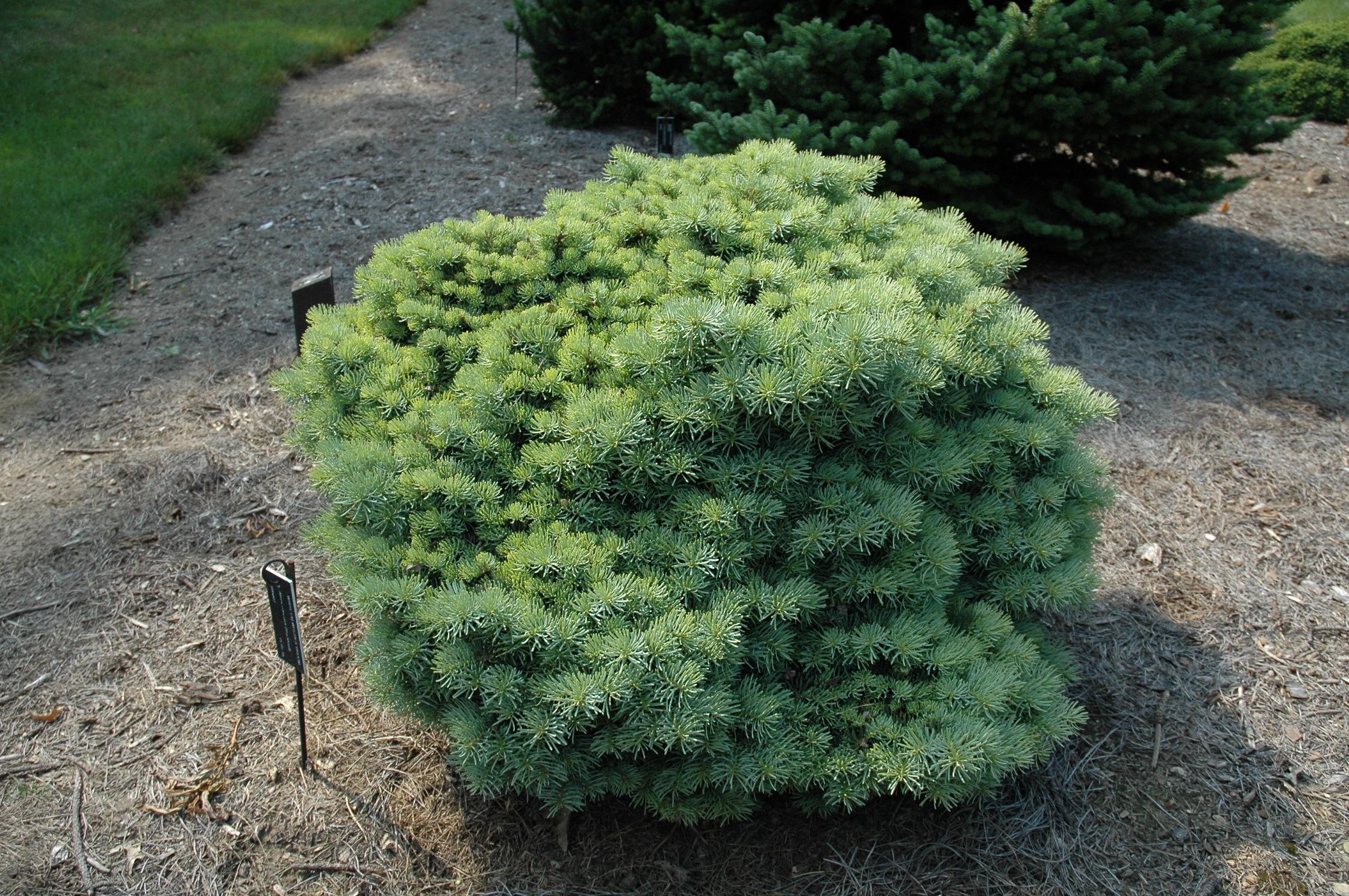 Abies concolor 
