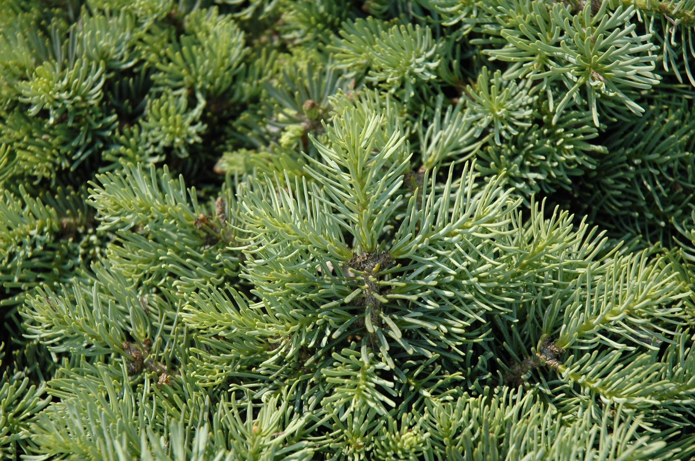 Abies concolor 