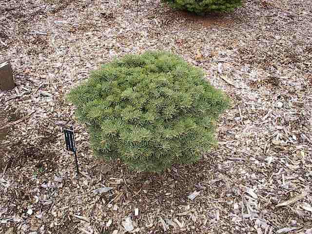 Abies concolor 