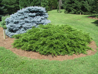 Juniperus sabina 