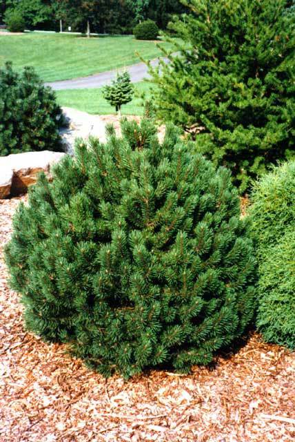 Pinus mugo 