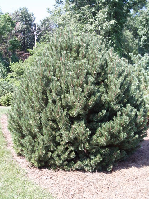 Pinus mugo 