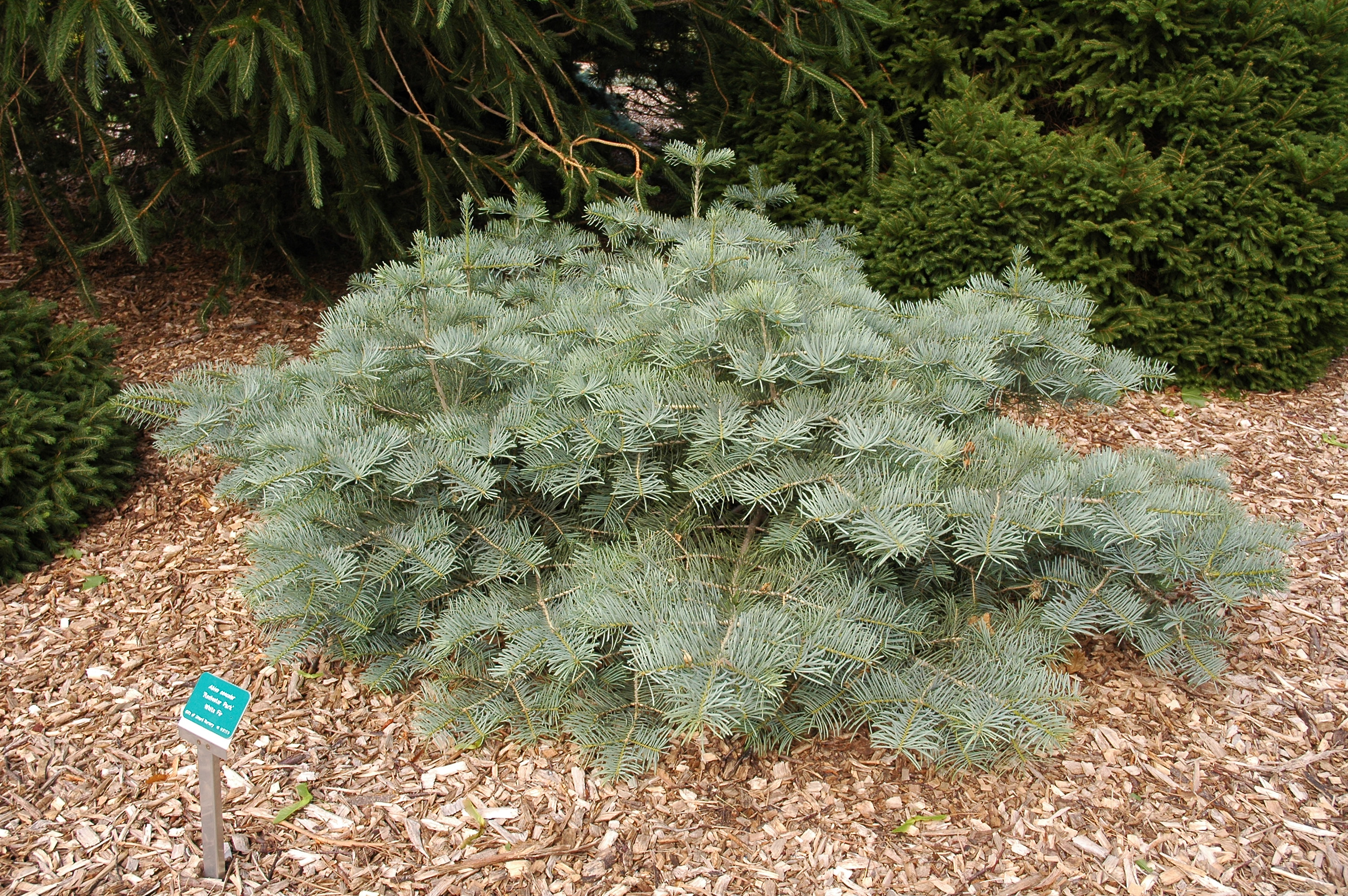 Abies concolor 