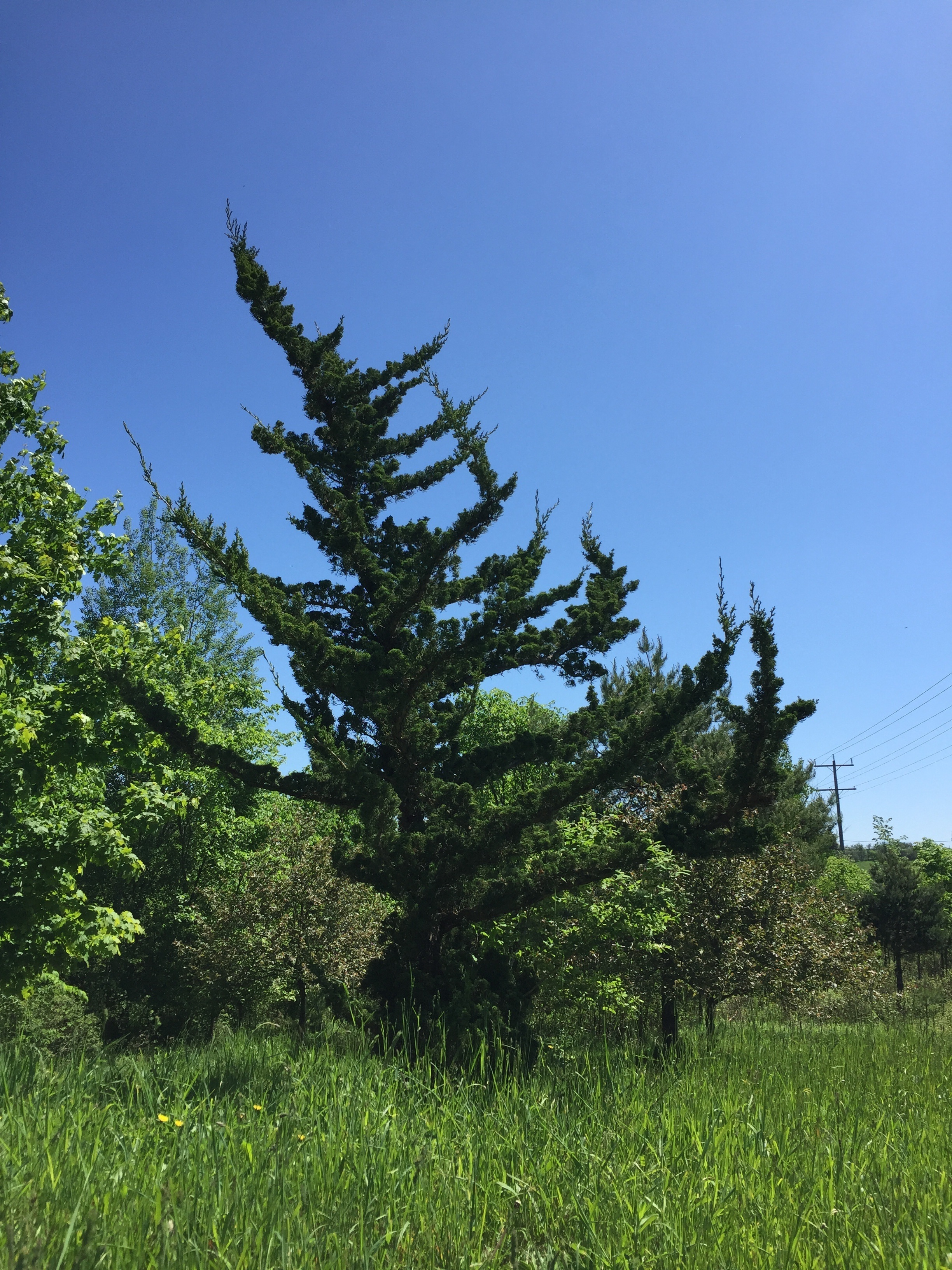Juniperus chinensis 