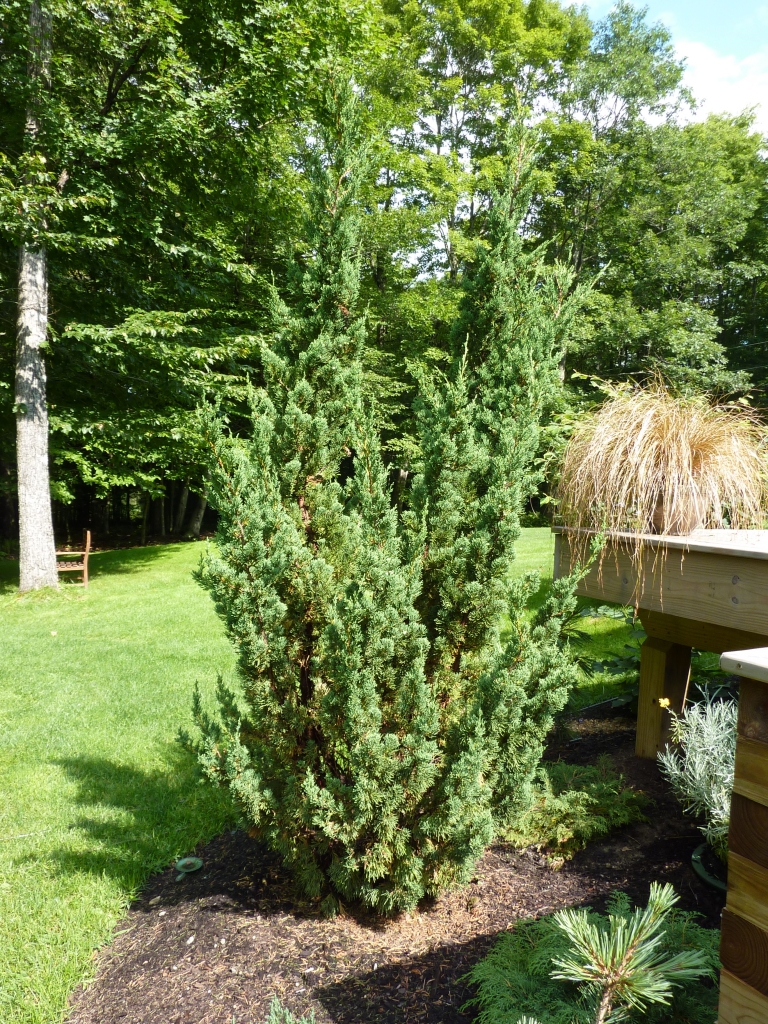 Juniperus chinensis 