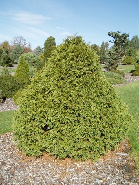 Thuja occidentalis 