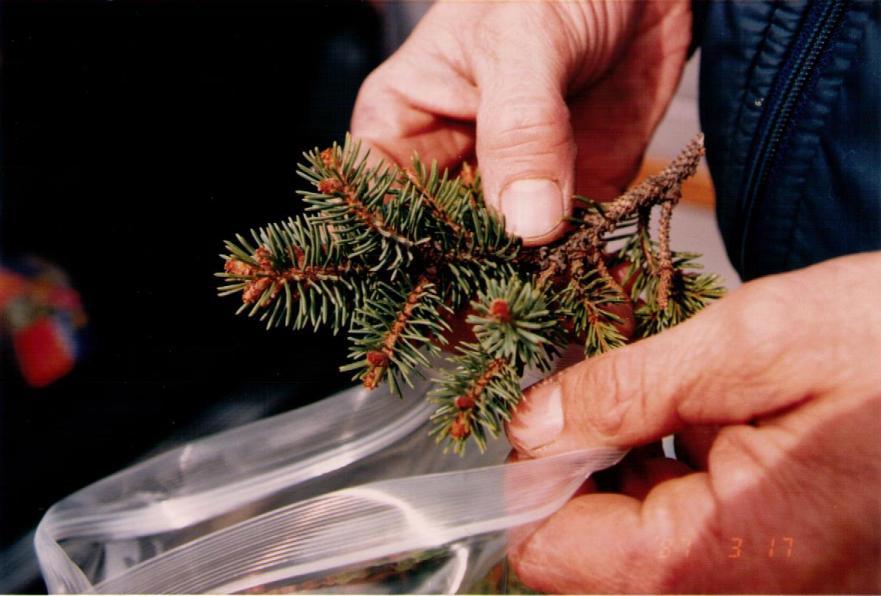 Picea abies 