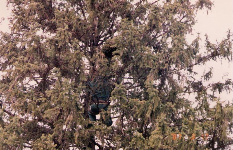 Picea abies 