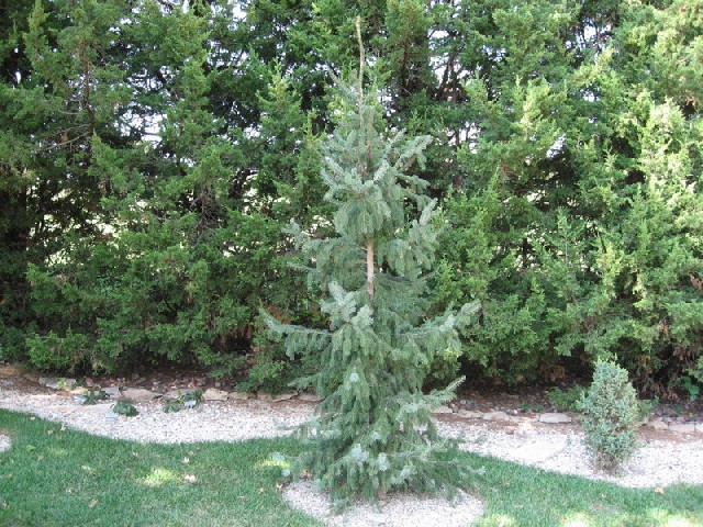 Picea omorika 