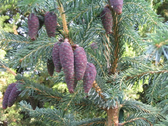 Picea omorika 