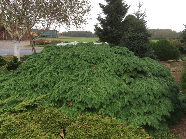 Chamaecyparis lawsoniana 