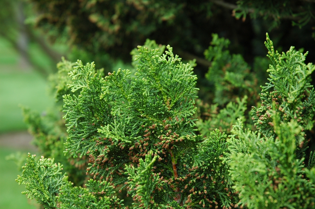Chamaecyparis obtusa 