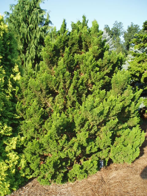 Chamaecyparis obtusa 