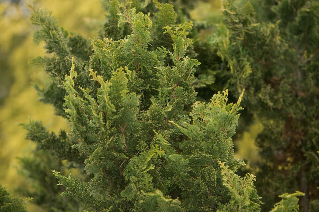 Chamaecyparis obtusa 