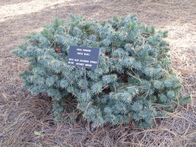 Picea pungens 