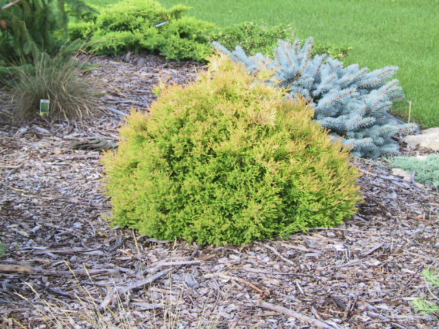 Thuja occidentalis 