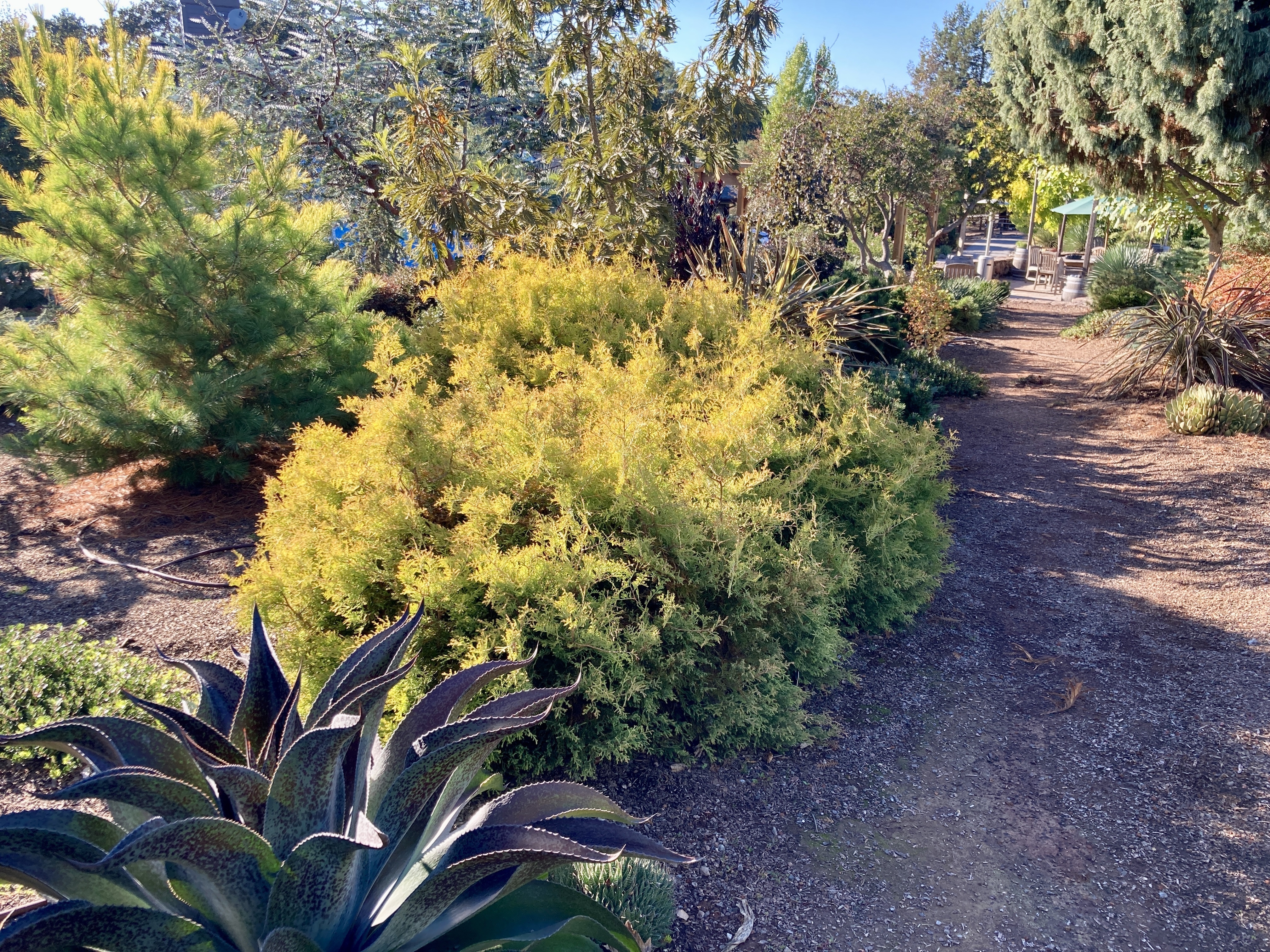 Thuja occidentalis 
