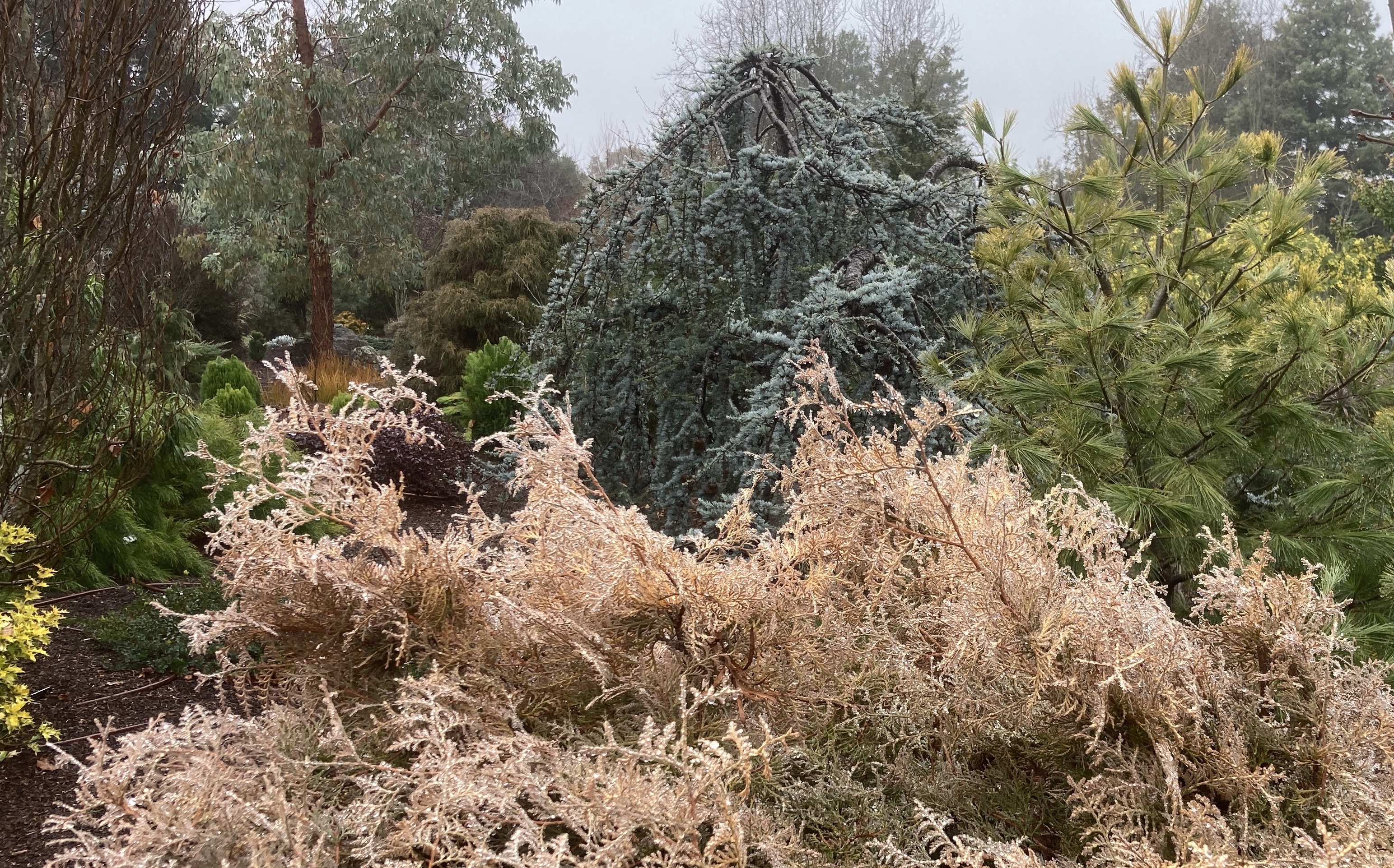 Thuja occidentalis 