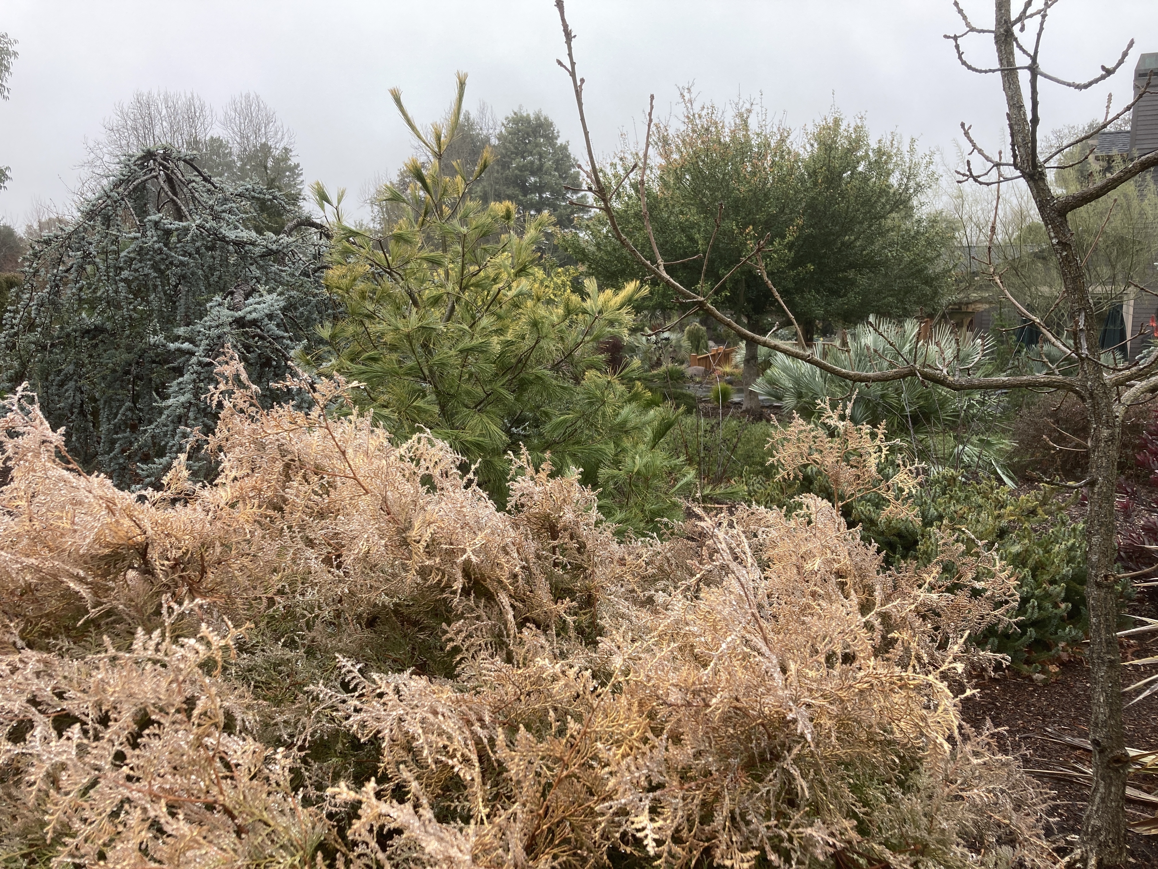 Thuja occidentalis 