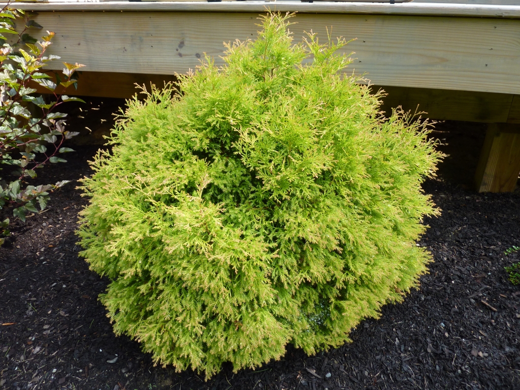 Thuja occidentalis 