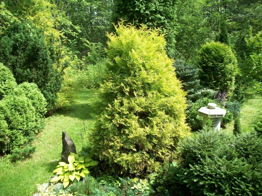Thuja occidentalis 